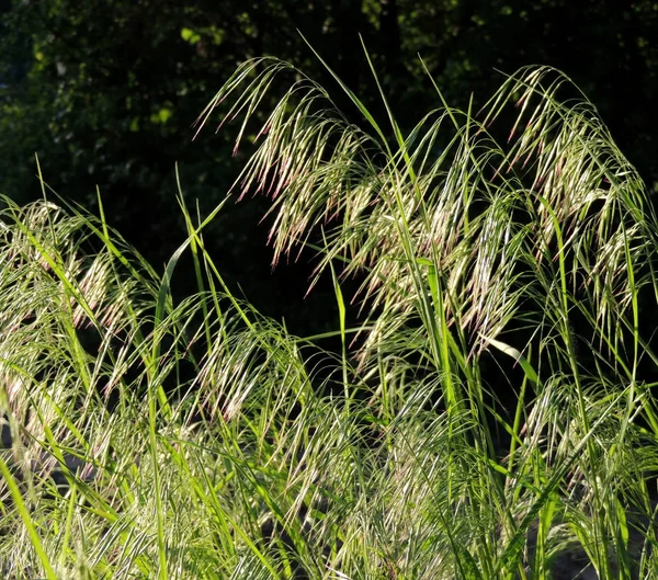 Espiguetas Curvadas Bromo Drooping Cheatgrass — Fotografia de Stock
