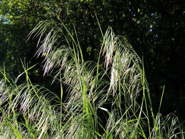 Épillets Courbes Brome Tombant Triche — Photo