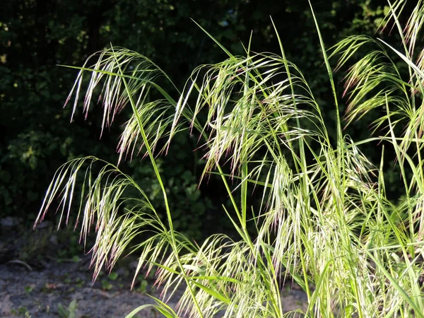 Espiguetas Curvadas Bromo Drooping Cheatgrass — Fotografia de Stock