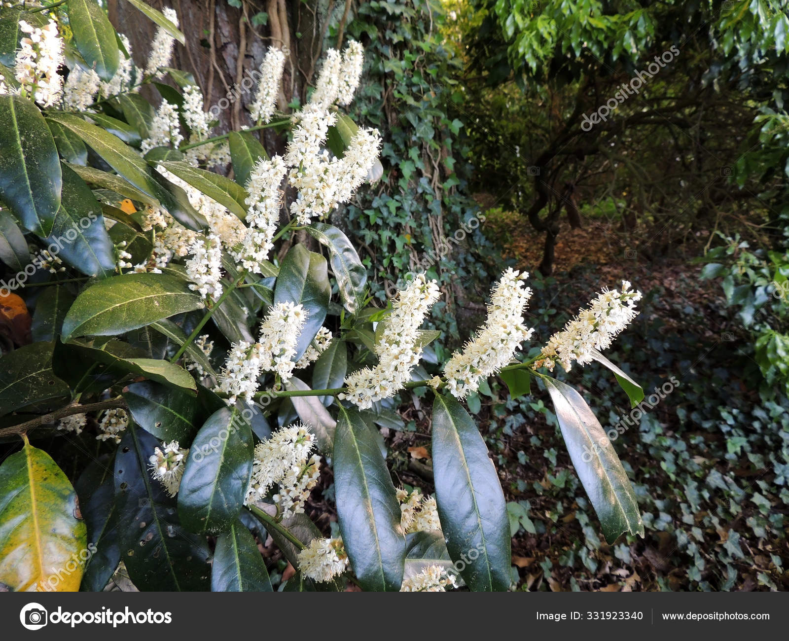 Cherry Laurel Common Laurel English Laurel Flowering — Stock Photo