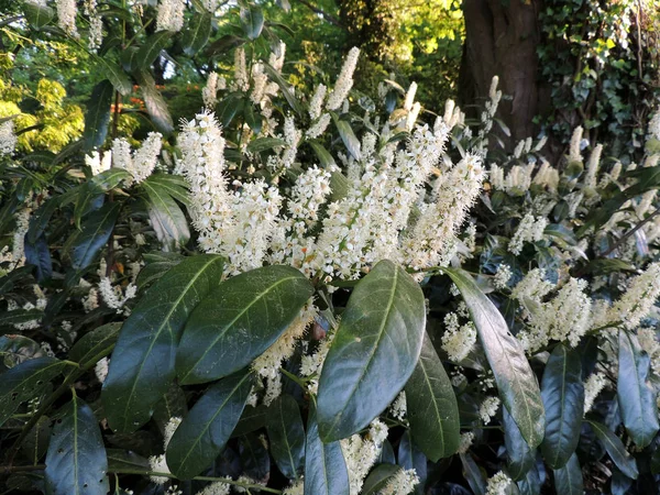 Cherry Laurel Common Laurel English Laurel Flowering — стоковое фото