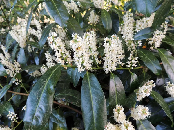 Cherry Laurel Common Laurel English Laurel Flowering — стоковое фото