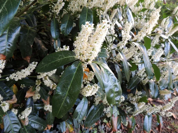 Cherry Laurel Common Laurel English Laurel Flowering — стоковое фото