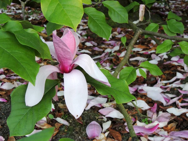 Magnolia Galaxy Flowering Spring — Stock Photo, Image