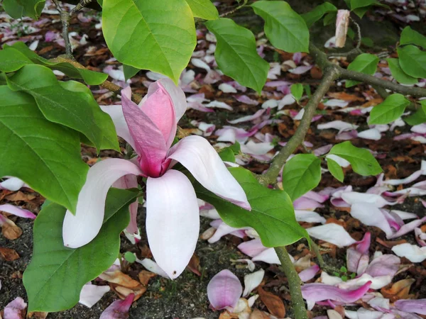 Magnolia Galaxy Flowering Spring — Stock Photo, Image