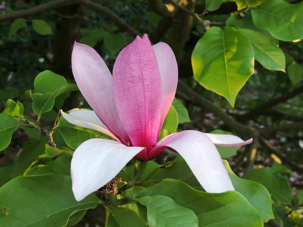Magnolia Galaxy Blomningen Våren — Stockfoto