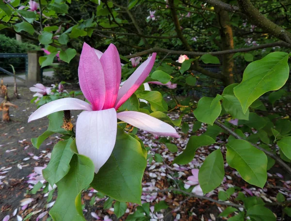 Magnolia Galaxy Κατά Διάρκεια Της Ανθοφορίας Άνοιξη — Φωτογραφία Αρχείου