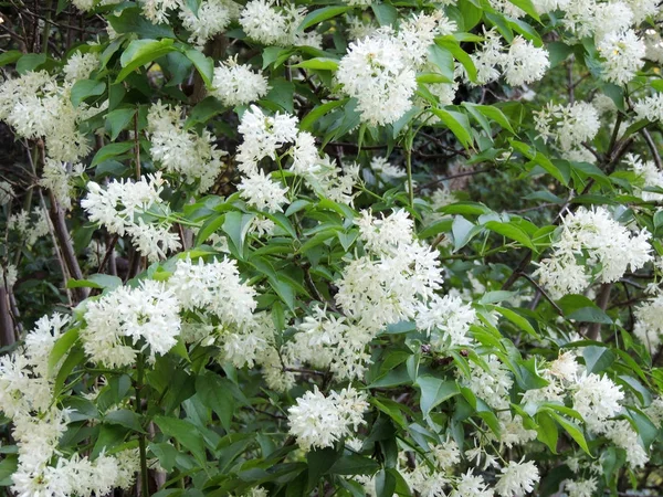 Bexiga Caucasiana Bexiga Colchis Durante Floração — Fotografia de Stock