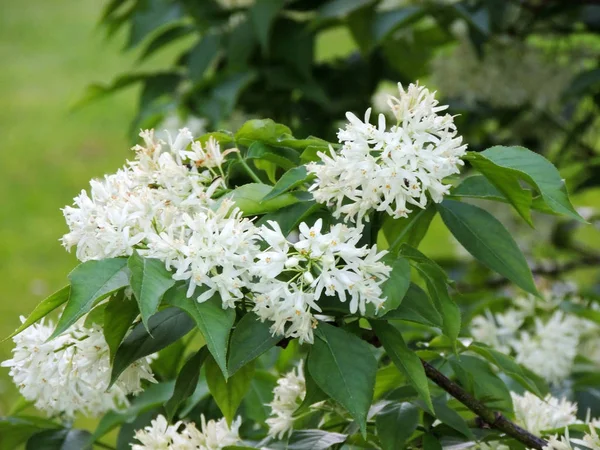 Bexiga Caucasiana Bexiga Colchis Durante Floração — Fotografia de Stock