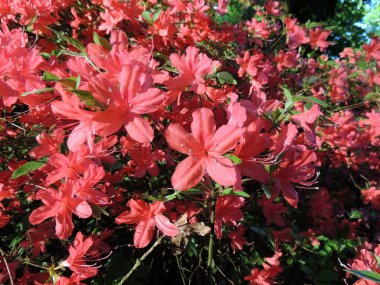 Kaempfer açelya baharda çiçek açarken