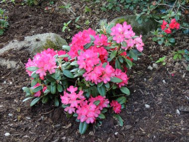 İlkbaharda çiçek açarken Rhododendron