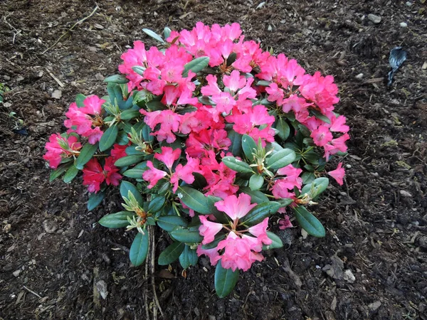 Rhododendron Printemps Pendant Floraison — Photo