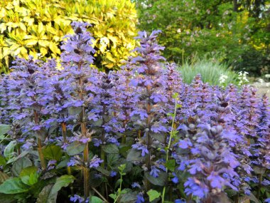 Borazan, mavi borazan, bugleherb, bugleweed, halı bugleweed 
