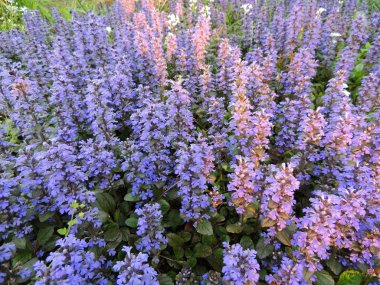 Borazan, mavi borazan, bugleherb, bugleweed, halı bugleweed 