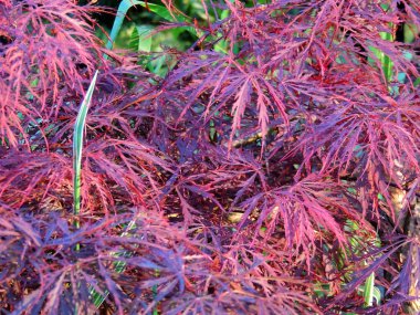 Kırmızı imparator akçaağaç, palmiye ağacı, Japon akçaağacı veya akçaağaç.