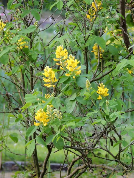 Dalmatian Laburnum Spring Flowering — Stock Photo, Image