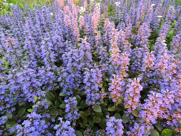 Bugel Blauwe Bugel Bugleherb Bugleweed Tapijtwier Tapijtbugleweed — Stockfoto