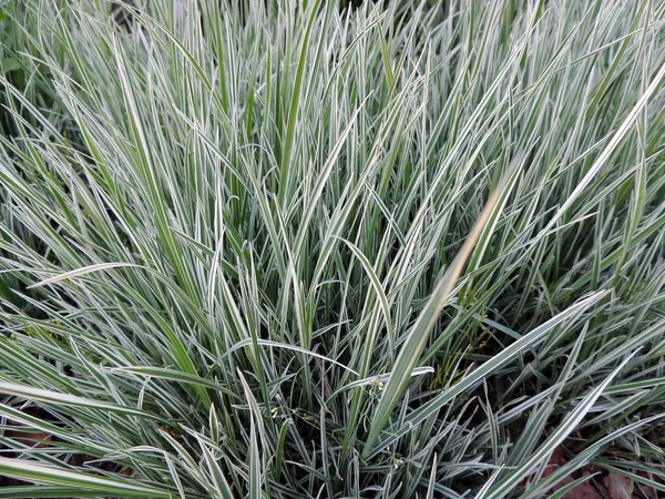 Buisson Ray Grass Panaché Printemps — Photo