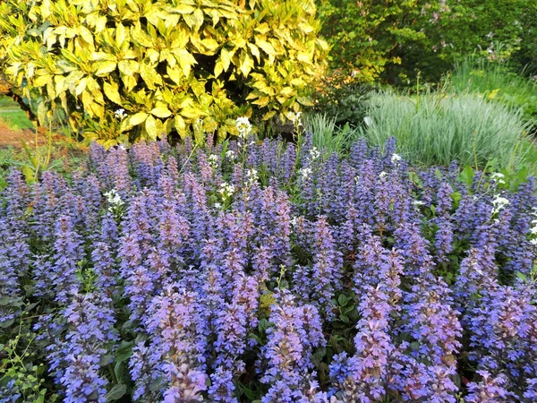 Bugle Bugle Azul Bugleherb Bugleweed Carpetweed Carpet Bugleweed — Fotografia de Stock