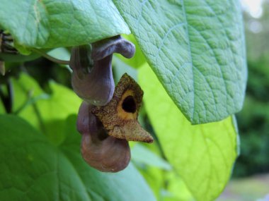 Çiçek açarken Hollandalı 'nın borusu ya da borusu