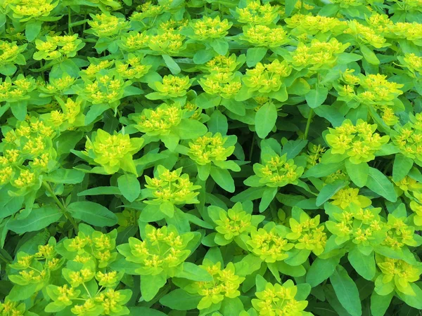 Cushion Spurge Chrome Spurge Spring Flowering — Stock Photo, Image