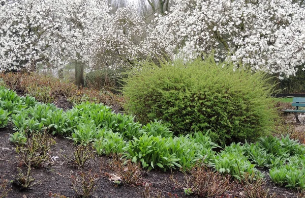 Magnolia Lebner Magnolia Loebneri Merrill Την Άνοιξη Κατά Την Ανθοφορία — Φωτογραφία Αρχείου