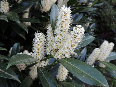 Kiraz defne, defne, İngiliz defne, çiçek açarken