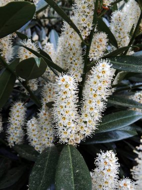 Kiraz defne, defne, İngiliz defne, çiçek açarken