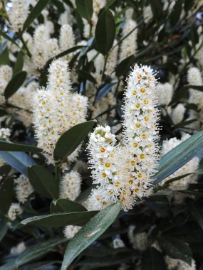 Kiraz defne, defne, İngiliz defne, çiçek açarken