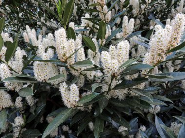 Kiraz defne, defne, İngiliz defne, çiçek açarken