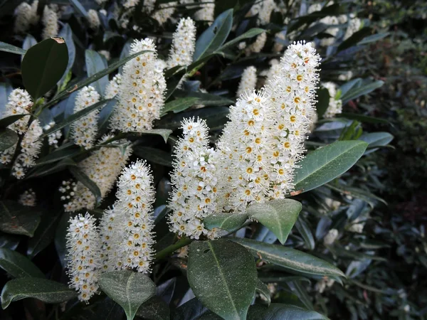 Körsbärslagerblad Vanlig Lagerblad Engelsk Lagerblad Blomningen — Stockfoto