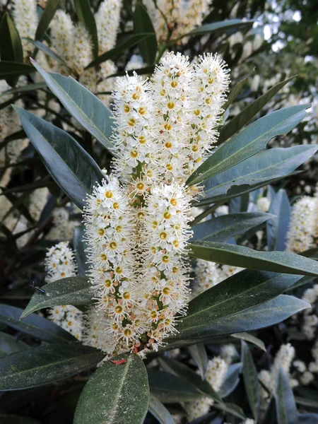 Kirschlorbeer Gemeiner Lorbeer Englischer Lorbeer Während Der Blüte — Stockfoto