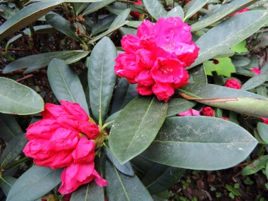 İlkbaharda çiçek açarken Rhododendron