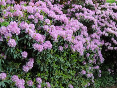 İlkbaharda çiçek açarken Rhododendron