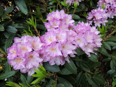 İlkbaharda çiçek açarken Rhododendron