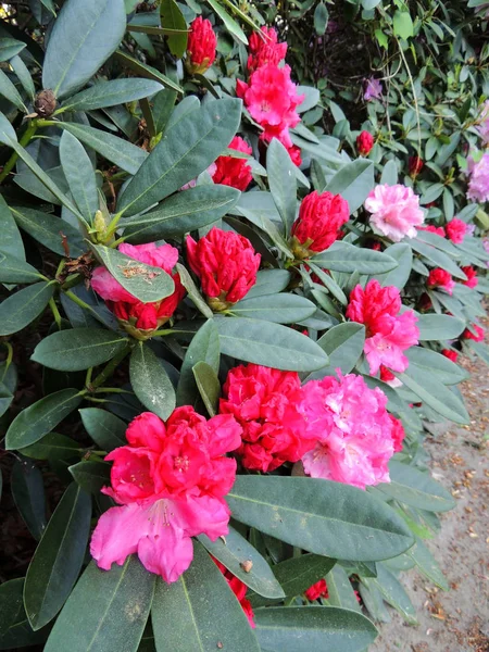 Rododendron Jaře Během Květu — Stock fotografie