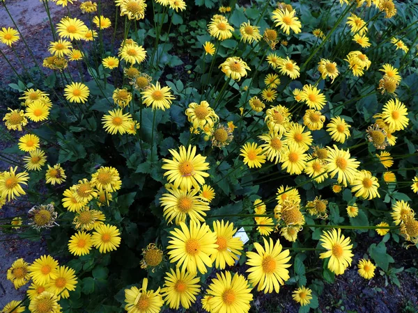 Leopard Bane Spring Flowering — Stock Photo, Image