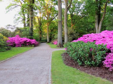 İlkbahar parkında çiçek açan rhododendron çalıları