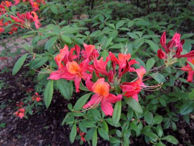 İlkbaharda çiçek açarken Rhododendron