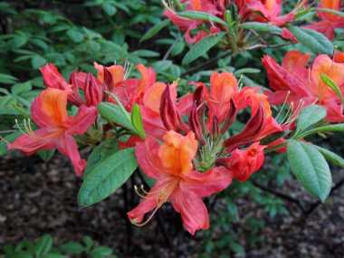 İlkbaharda çiçek açarken Rhododendron