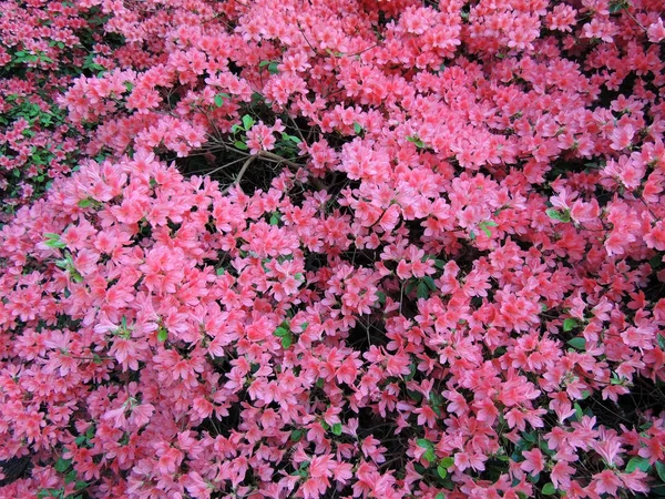 Kaempfer Azalea Våren Blomningen — Stockfoto