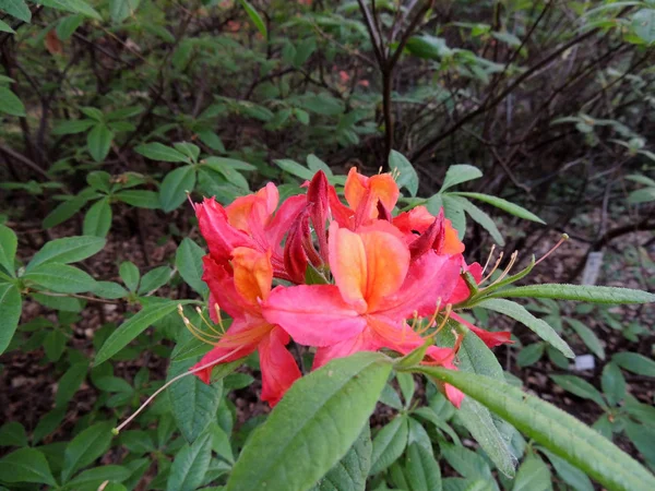 Rhododendron Primavera Durante Floración — Foto de Stock