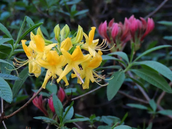 İlkbaharda çiçek açarken Rhododendron