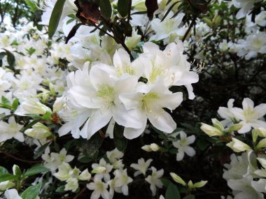 İlkbaharda çiçek açarken Rhododendron