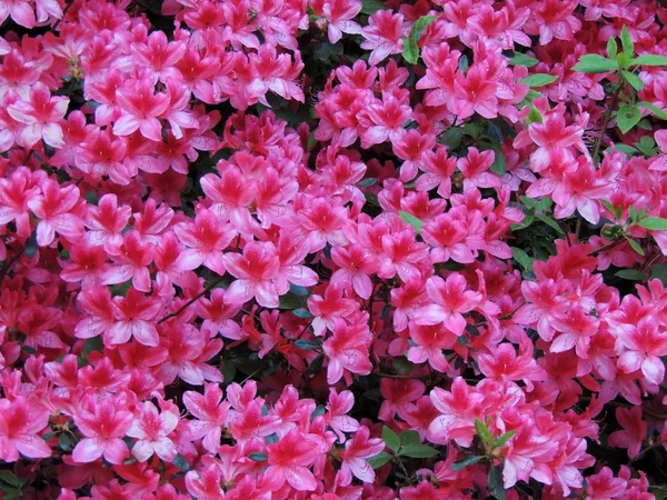 Rhododendron Våren Blomningen — Stockfoto