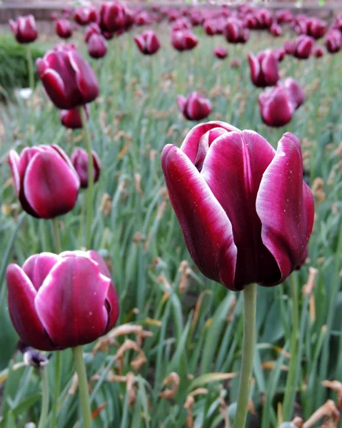 Blomma Blommande Tulpaner Parken — Stockfoto