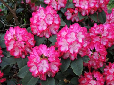 İlkbaharda çiçek açarken Rhododendron