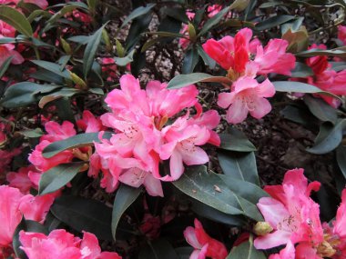 İlkbaharda çiçek açarken Rhododendron