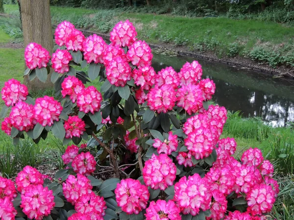 Lkbaharda Çiçek Açarken Rhododendron — Stok fotoğraf