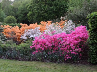 İlkbahar parkında çiçek açan rhododendron çalıları